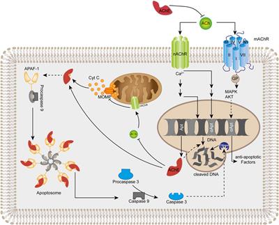 Multifaceted promotion of apoptosis by acetylcholinesterase